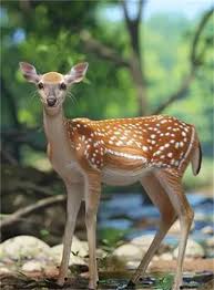 疯狂神射手乔木林动物图鉴有哪些