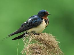 森林驿站8月11日答案是什么