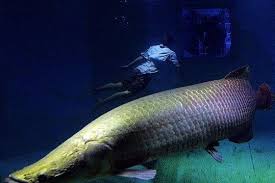 世界上现存最大的掠食性鱼类是什么