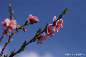 小春此去无多日何处梅花一绽香描写的是啥节气景象