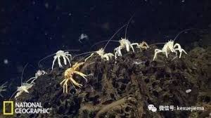 哪种海洋动物有海底万磁王之称