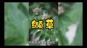 伊瑟缬草好用吗