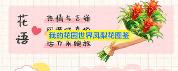 我的花园世界凤梨花如何
