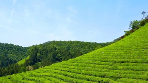 广发银行如何助力乡村振兴