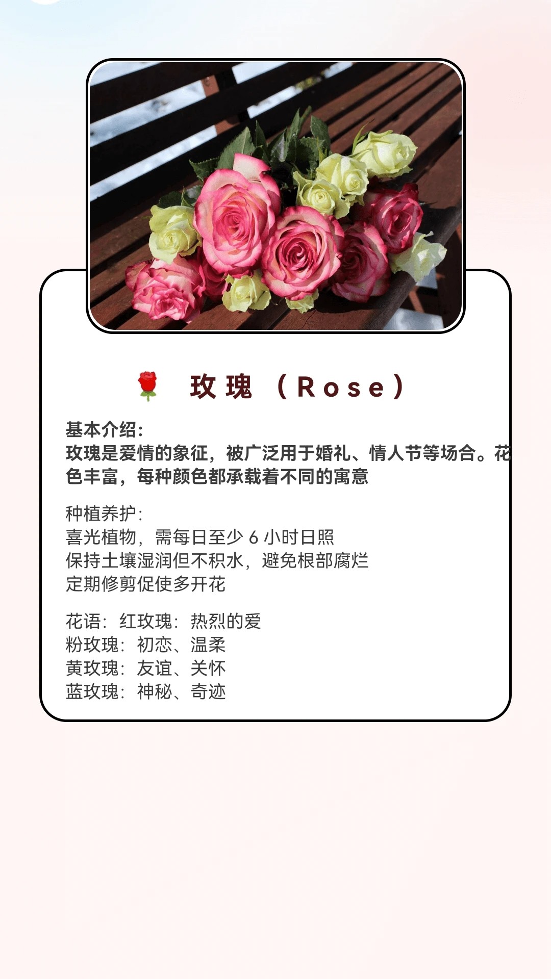 月光短剧安卓正版