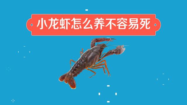 如何养AI小龙虾