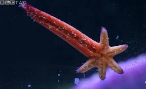 海羽星具备哪些能力