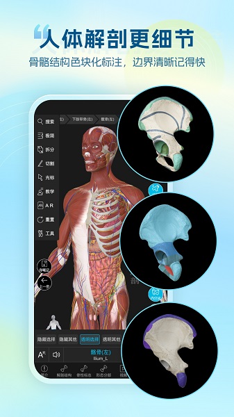 维萨里3D解剖纯净版