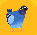 pigeo