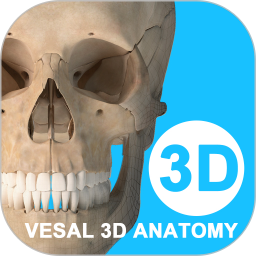 维萨里3D解剖2026最新版