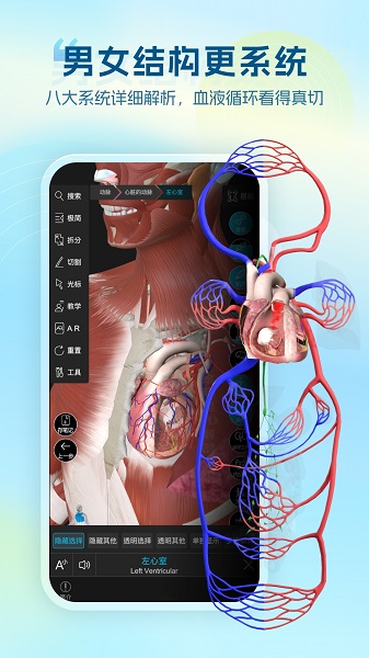 维萨里3D解剖2026最新版