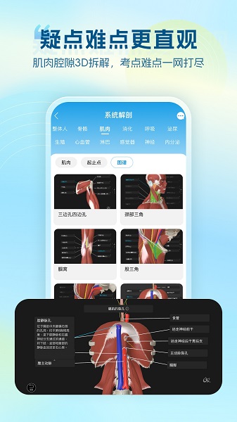 维萨里3D解剖定制版