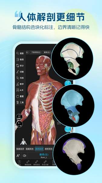 维萨里3D解剖老版本